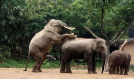 大象交配视频,揭秘自然界的浪漫交配奇观